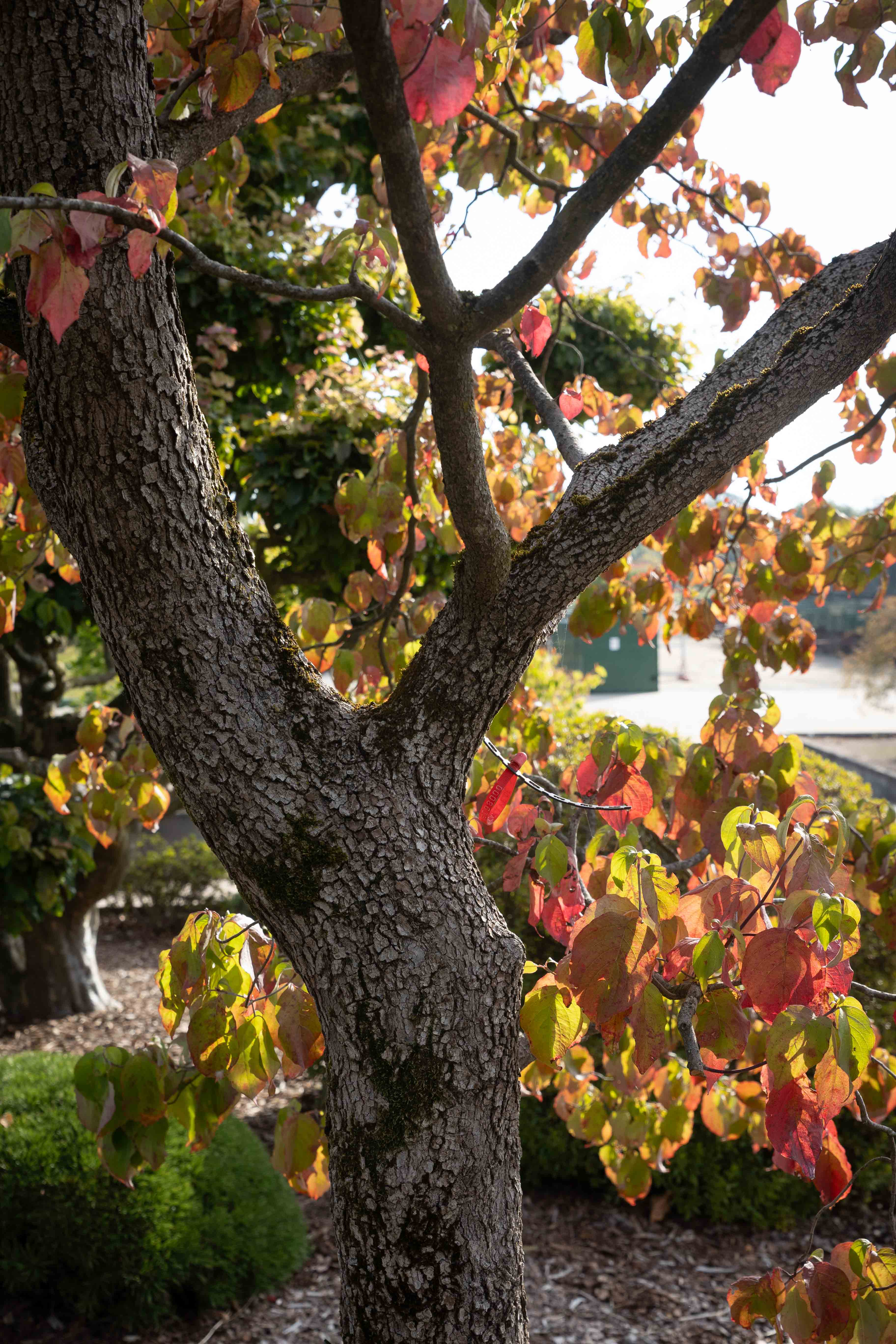 Cornus florida Unikat